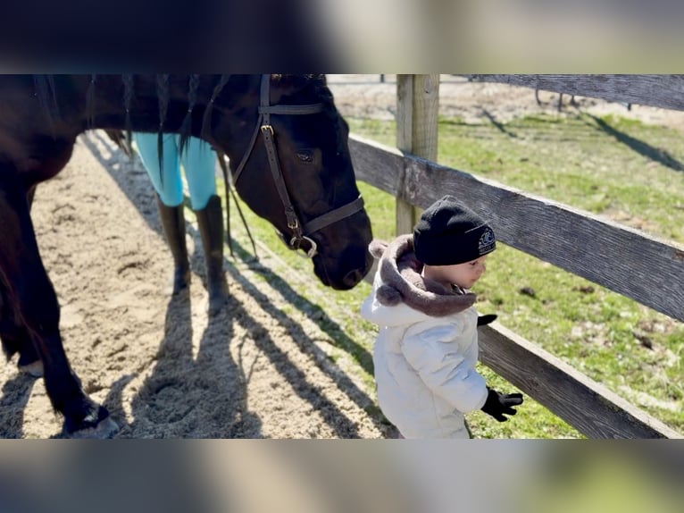 Percheron Croisé Hongre 4 Ans 160 cm Noir in Gap