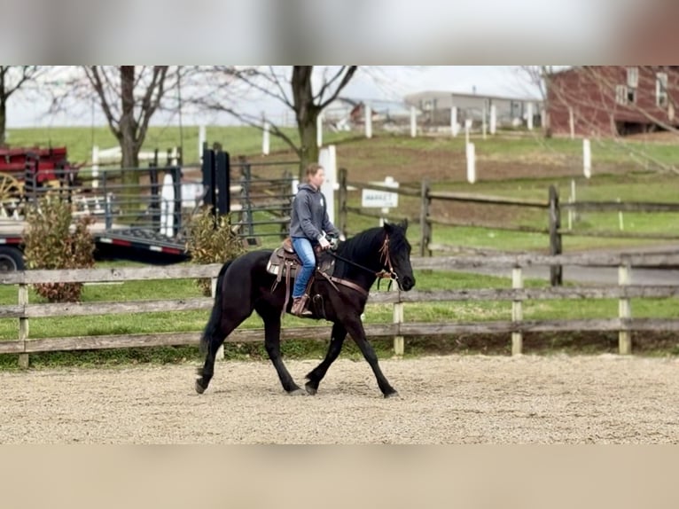 Percheron Croisé Hongre 4 Ans 160 cm Noir in Gap