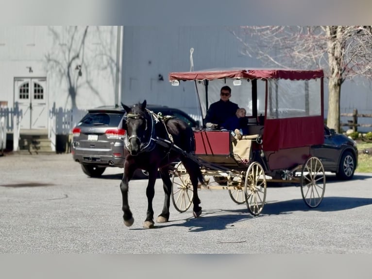 Percheron Croisé Hongre 4 Ans 160 cm Noir in Gap