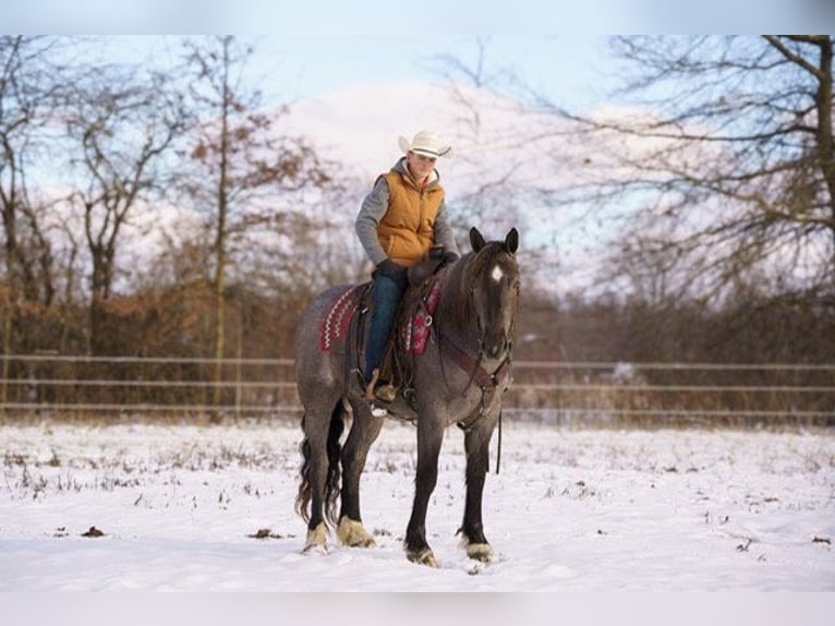 Percheron Hongre 4 Ans 160 cm in Bristolvillle OH