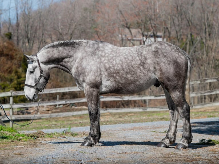 Percheron Hongre 4 Ans 163 cm Gris in New Holland