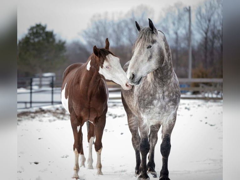 Percheron Hongre 4 Ans 163 cm Gris in New Holland