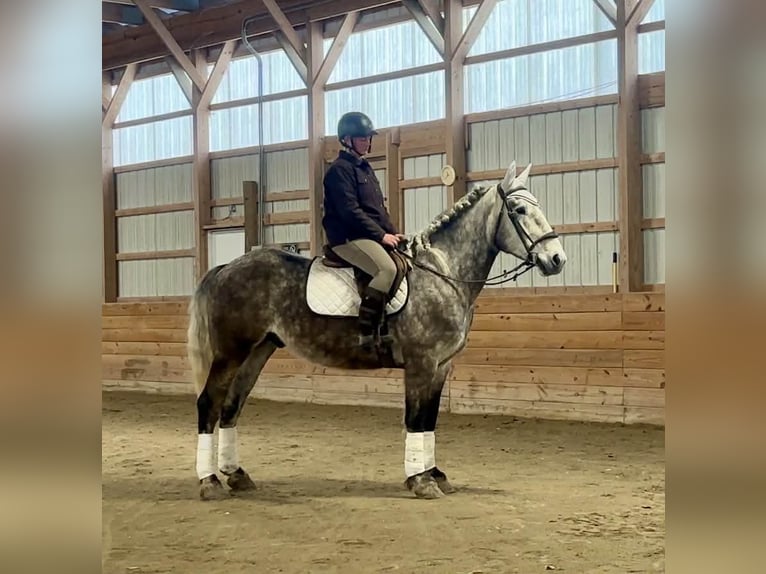 Percheron Hongre 4 Ans 163 cm Gris in New Holland