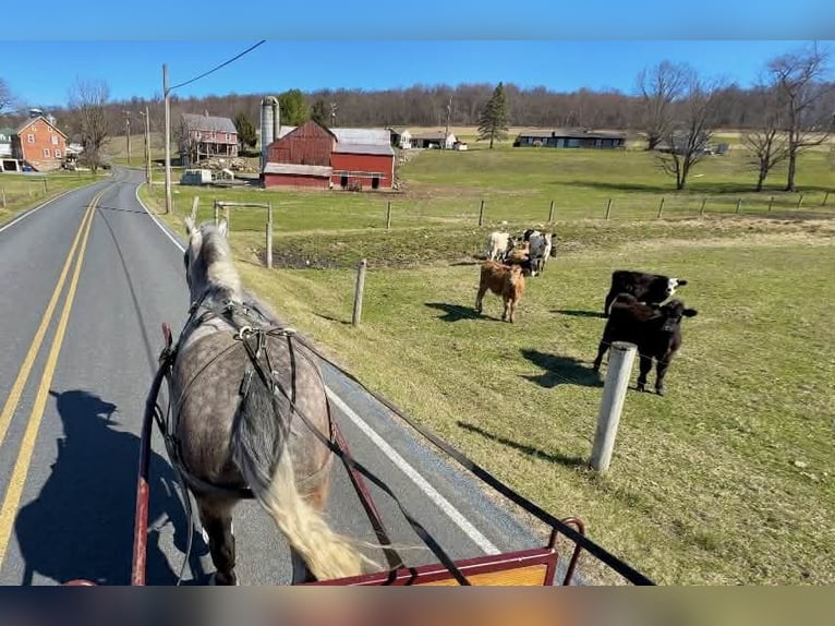 Percheron Hongre 4 Ans 163 cm Gris in New Holland