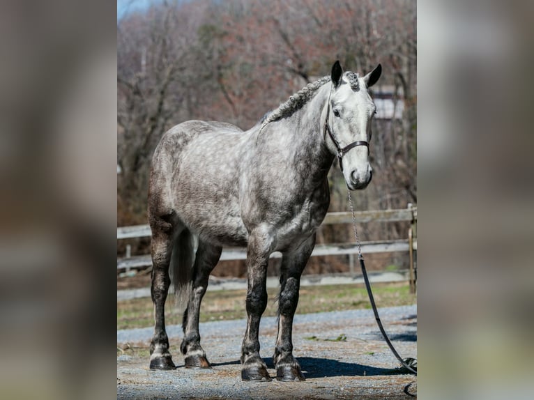 Percheron Hongre 4 Ans 163 cm Gris in New Holland