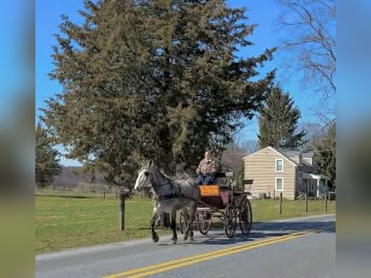 Percheron Hongre 4 Ans 163 cm Gris in New Holland