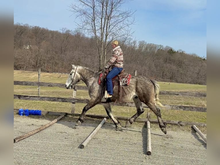 Percheron Hongre 4 Ans 163 cm Gris in New Holland