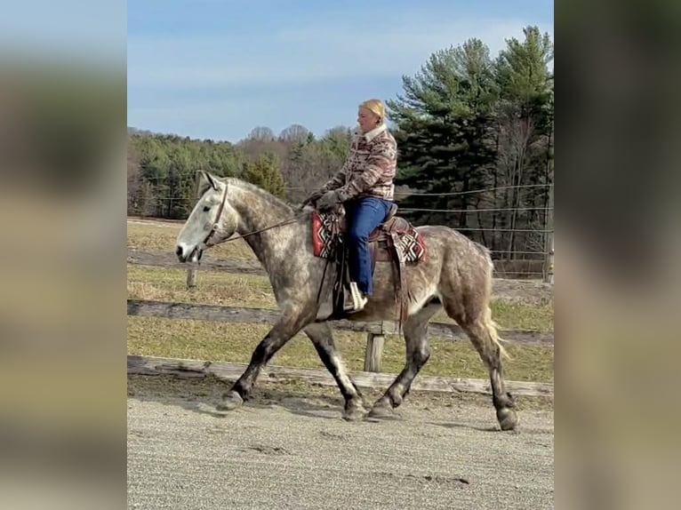 Percheron Hongre 4 Ans 163 cm Gris in New Holland