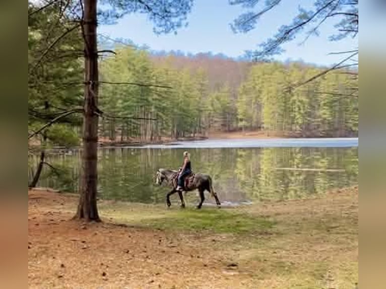 Percheron Hongre 4 Ans 163 cm Gris in New Holland