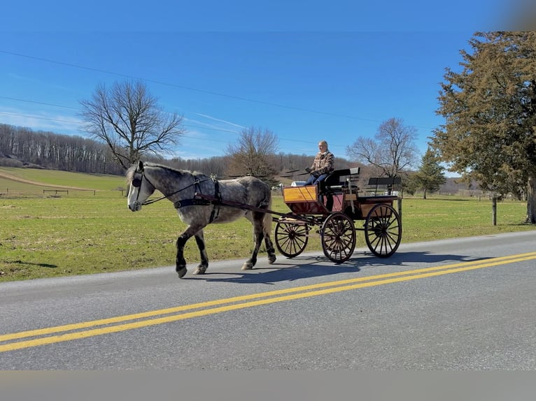 Percheron Hongre 4 Ans 163 cm Gris in New Holland