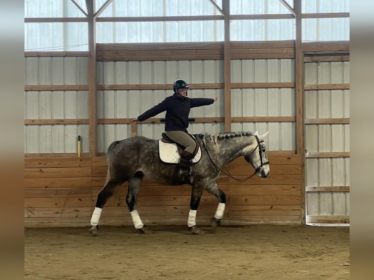 Percheron Hongre 4 Ans 163 cm Gris in New Holland
