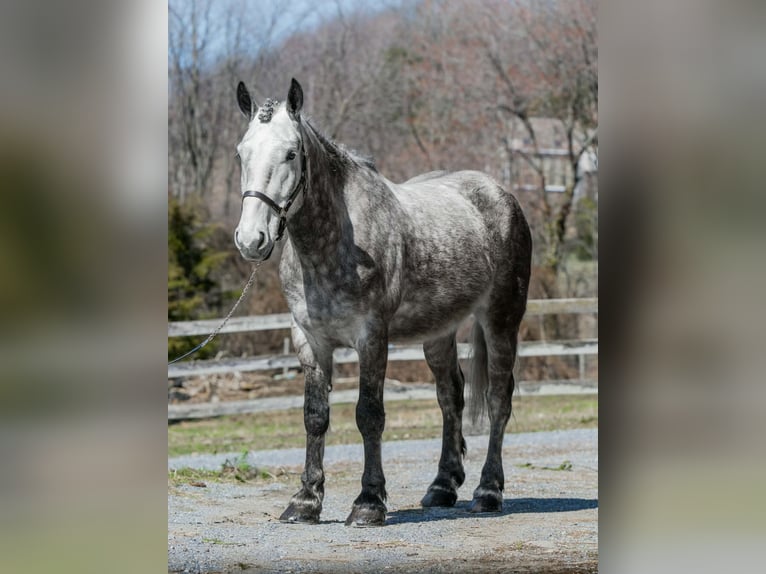 Percheron Hongre 4 Ans 163 cm Gris in New Holland