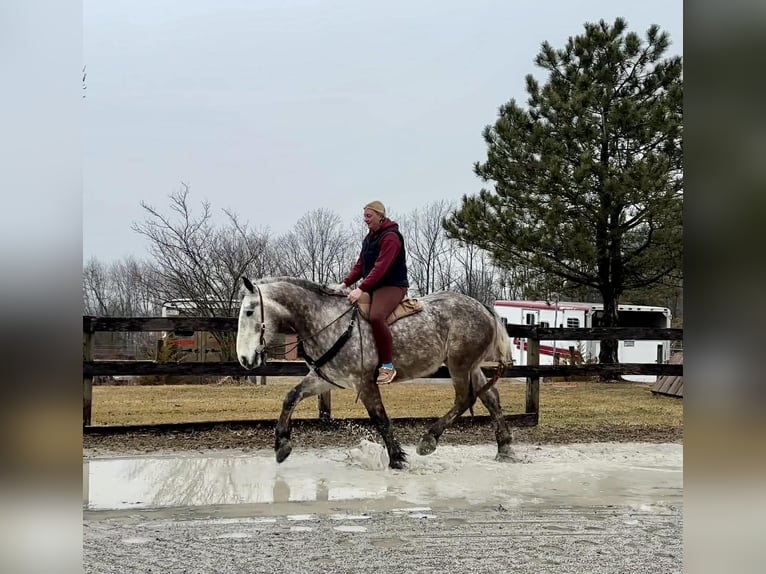 Percheron Hongre 4 Ans 163 cm Gris in New Holland