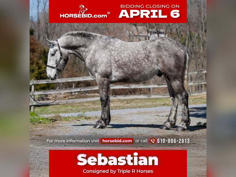 Percheron Hongre 4 Ans 163 cm Gris in New Holland
