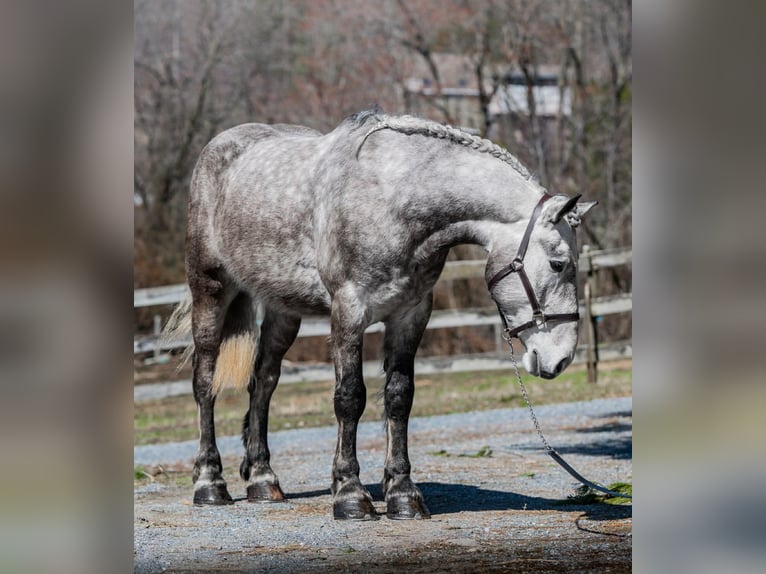 Percheron Hongre 4 Ans 163 cm Gris in New Holland