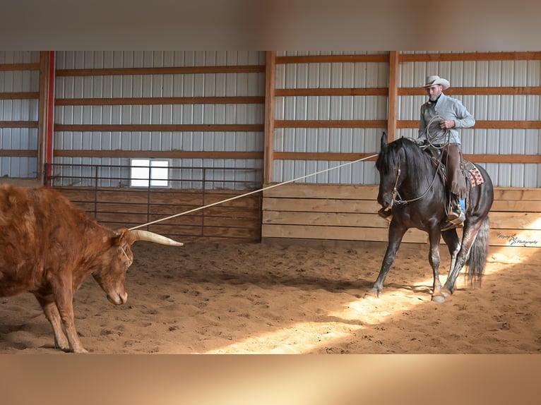 Percheron Croisé Hongre 4 Ans 163 cm Noir in Harwood