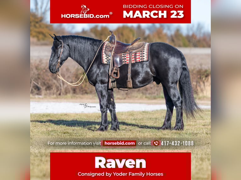 Percheron Croisé Hongre 4 Ans 163 cm Noir in Harwood