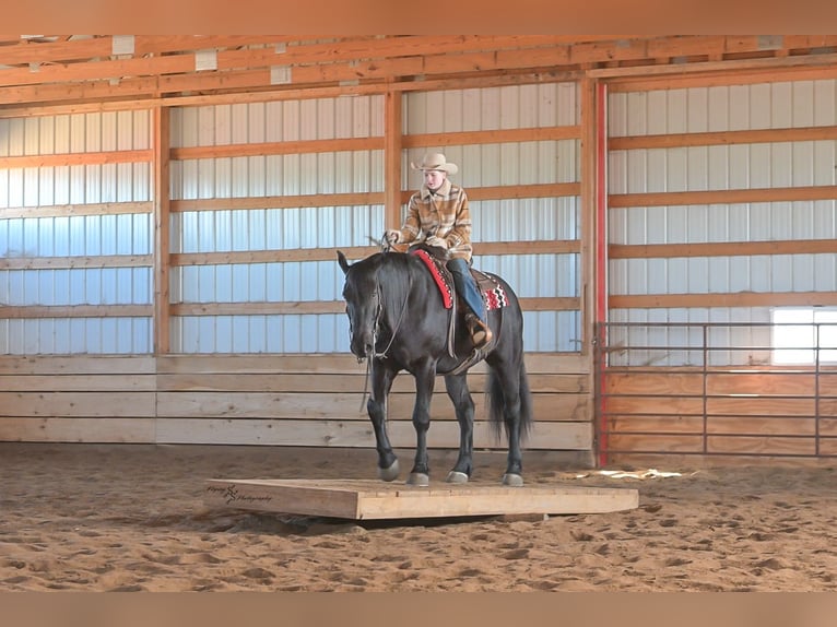 Percheron Croisé Hongre 4 Ans 163 cm Noir in Harwood