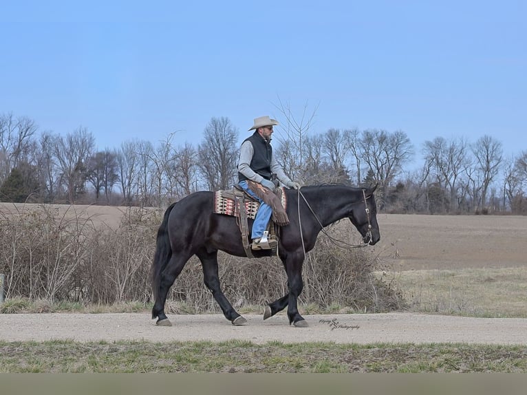 Percheron Croisé Hongre 4 Ans 163 cm Noir in Harwood