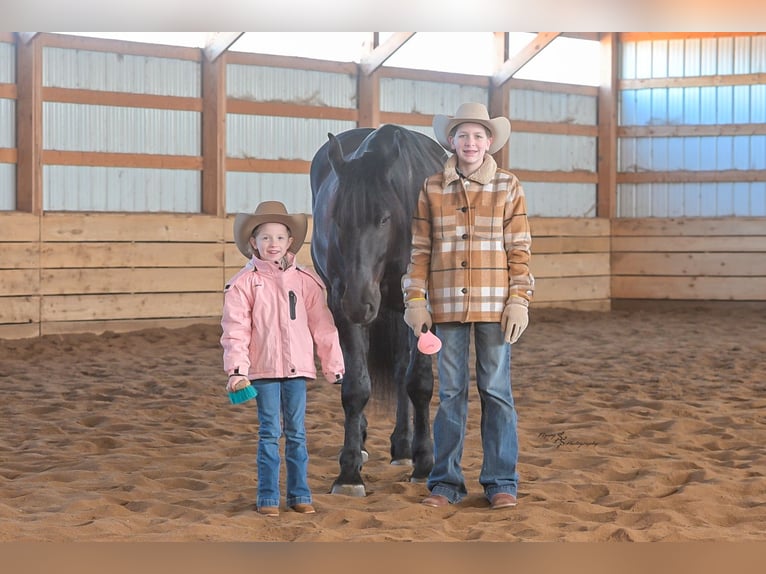 Percheron Croisé Hongre 4 Ans 163 cm Noir in Harwood