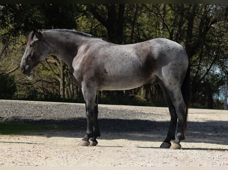 Percheron Croisé Hongre 4 Ans 163 cm Rouan Bleu in Baxter Springs