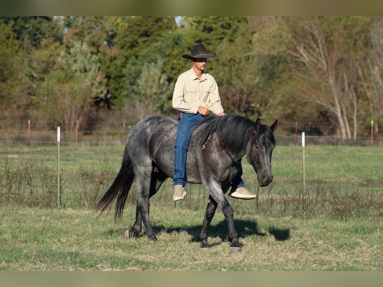 Percheron Croisé Hongre 4 Ans 163 cm Rouan Bleu in Baxter Springs