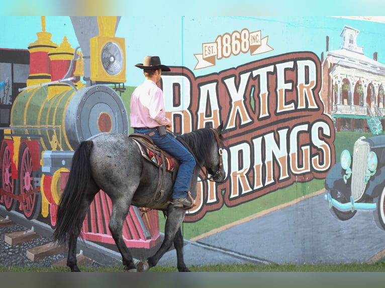 Percheron Croisé Hongre 4 Ans 163 cm Rouan Bleu in Baxter Springs