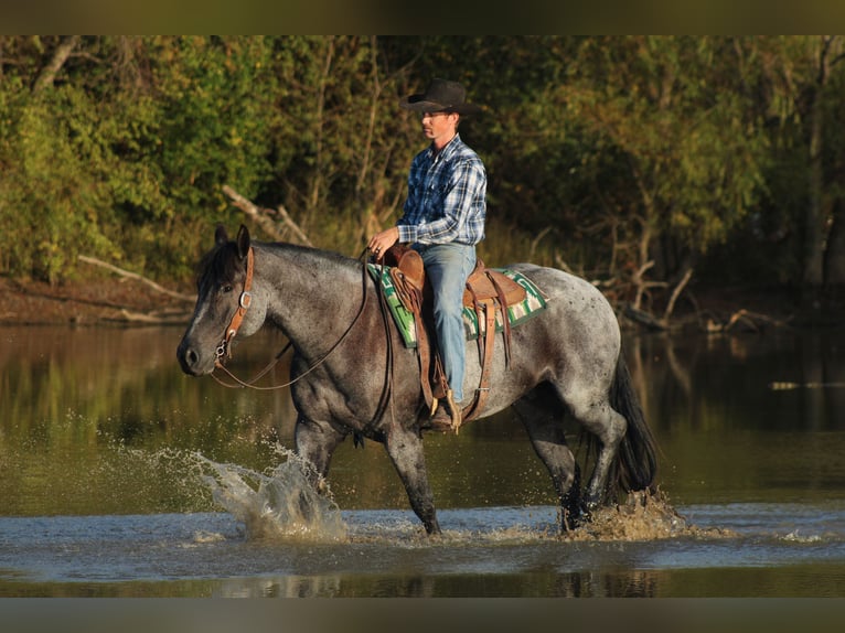 Percheron Croisé Hongre 4 Ans 163 cm Rouan Bleu in Baxter Springs