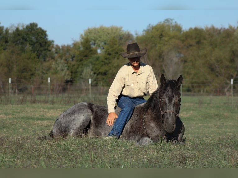 Percheron Croisé Hongre 4 Ans 163 cm Rouan Bleu in Baxter Springs
