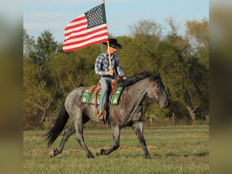 Percheron Croisé Hongre 4 Ans 163 cm Rouan Bleu in Baxter Springs