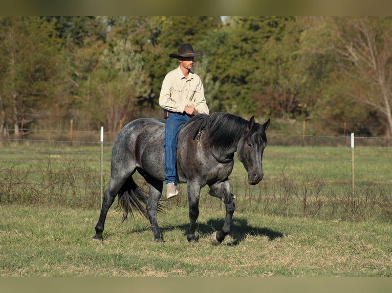 Percheron Croisé Hongre 4 Ans 163 cm Rouan Bleu in Baxter Springs