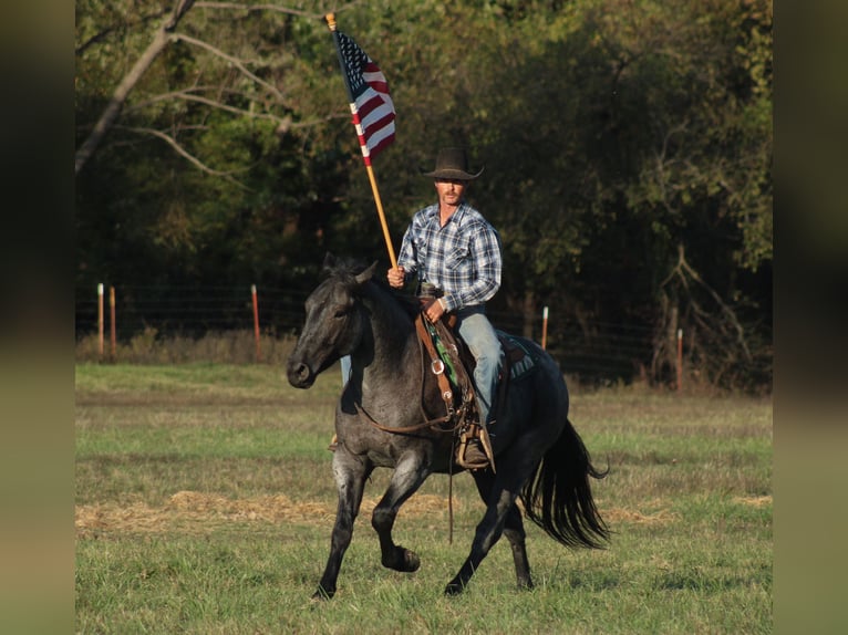 Percheron Croisé Hongre 4 Ans 163 cm Rouan Bleu in Baxter Springs