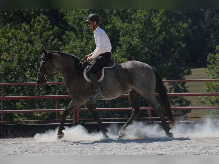 Percheron Croisé Hongre 4 Ans 163 cm Rouan Bleu in Baxter Springs