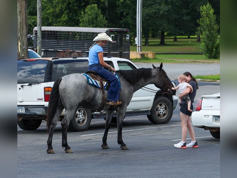 Percheron Croisé Hongre 4 Ans 163 cm Rouan Bleu in Quitman