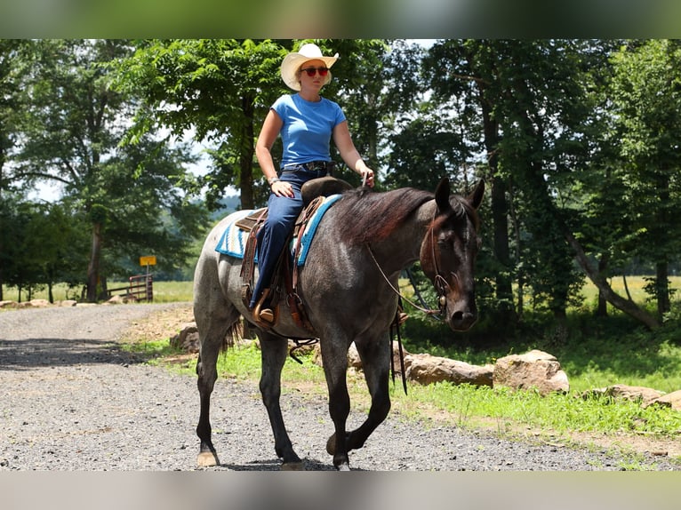 Percheron Croisé Hongre 4 Ans 163 cm Rouan Bleu in Quitman