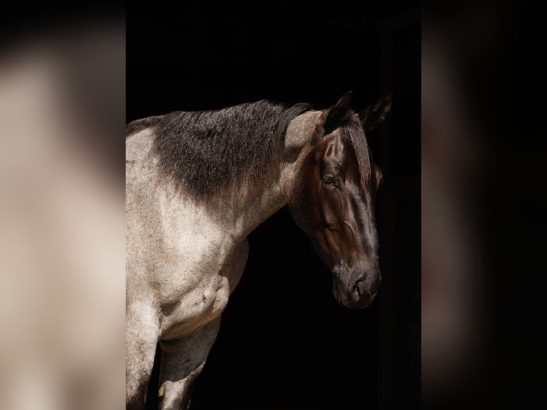 Percheron Croisé Hongre 4 Ans 163 cm Rouan Bleu in Quitman