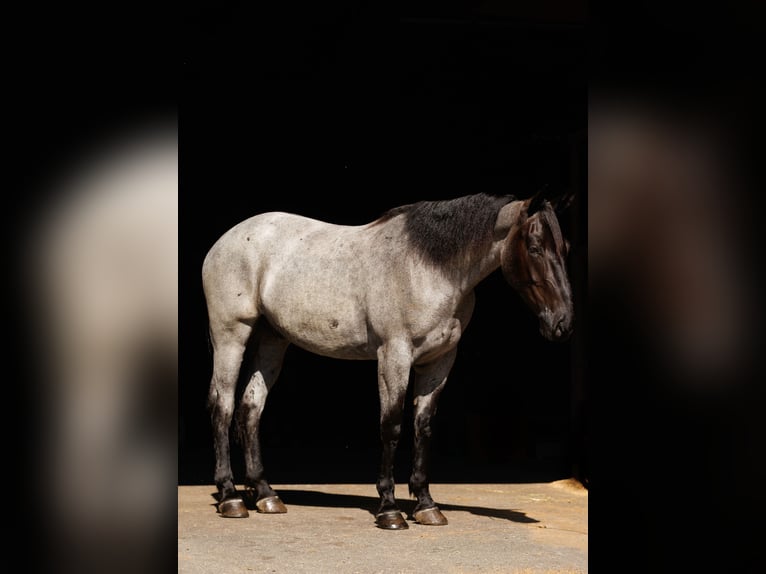 Percheron Croisé Hongre 4 Ans 163 cm Rouan Bleu in Quitman