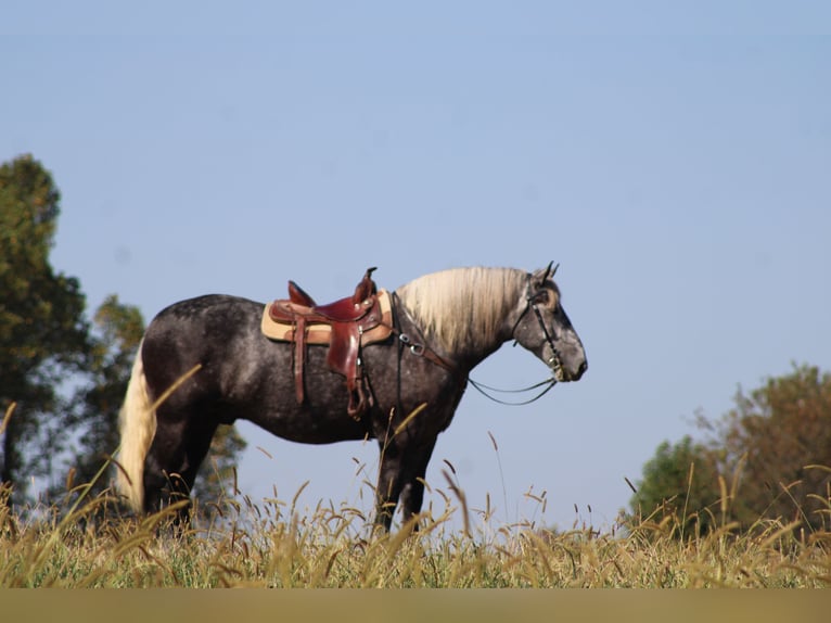 Percheron Hongre 4 Ans 165 cm Gris in Millersburg