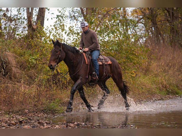 Percheron Croisé Hongre 4 Ans 170 cm Bai cerise in Bogard