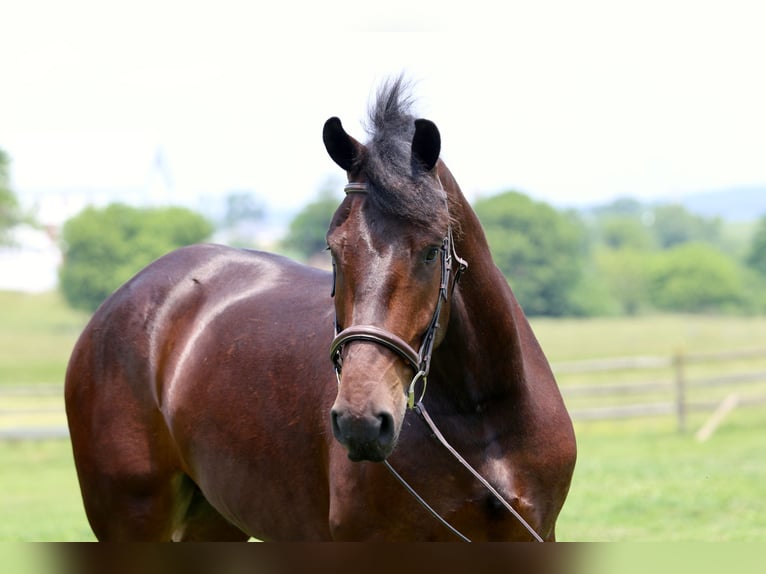 Percheron Croisé Hongre 4 Ans 170 cm Bai cerise in Gap, PA