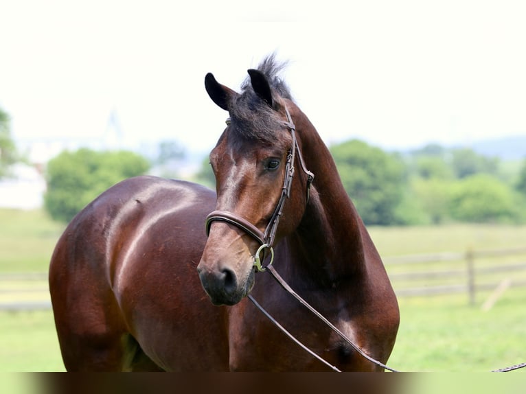 Percheron Croisé Hongre 4 Ans 170 cm Bai cerise in Gap, PA