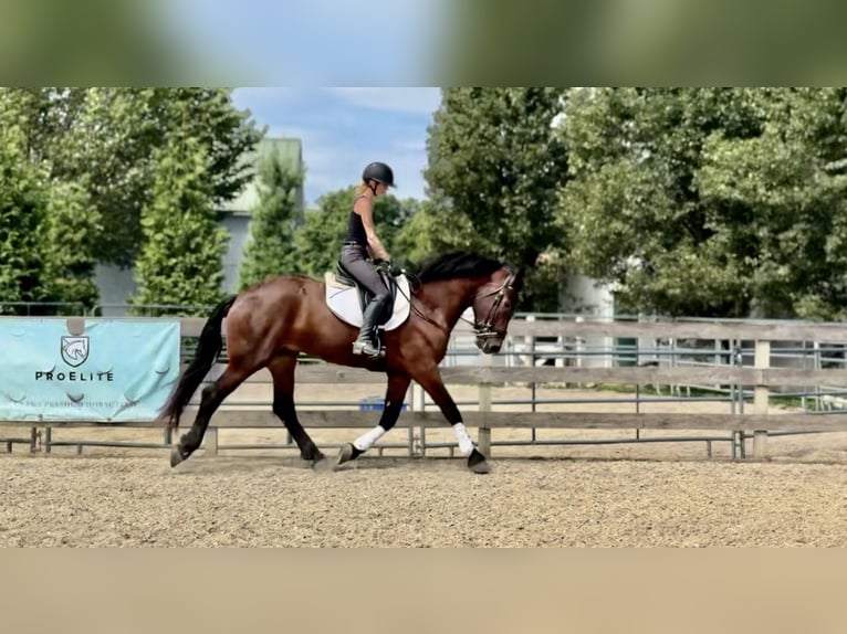 Percheron Croisé Hongre 4 Ans 170 cm Bai cerise in Gap, PA
