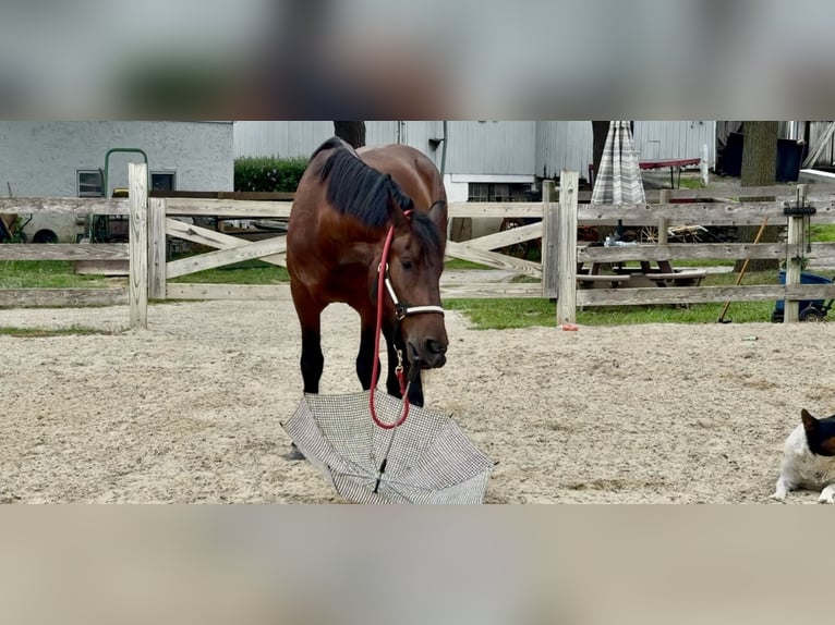 Percheron Croisé Hongre 4 Ans 170 cm Bai cerise in Gap, PA