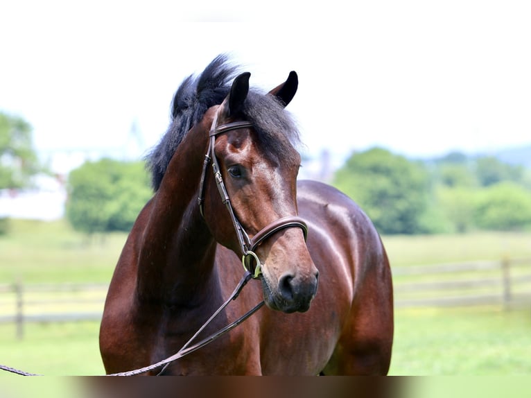 Percheron Croisé Hongre 4 Ans 170 cm Bai cerise in Gap, PA
