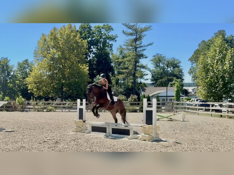 Percheron Croisé Hongre 4 Ans 170 cm Bai cerise in Gap, PA