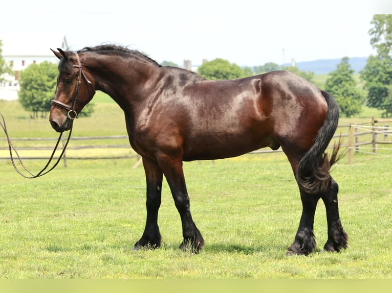Percheron Croisé Hongre 4 Ans 170 cm Bai cerise in Gap, PA