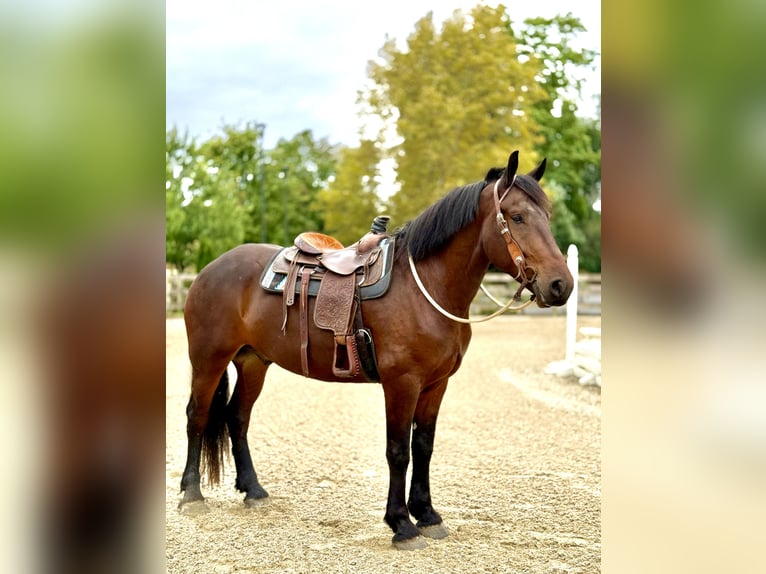 Percheron Croisé Hongre 4 Ans 170 cm Bai cerise in Gap, PA