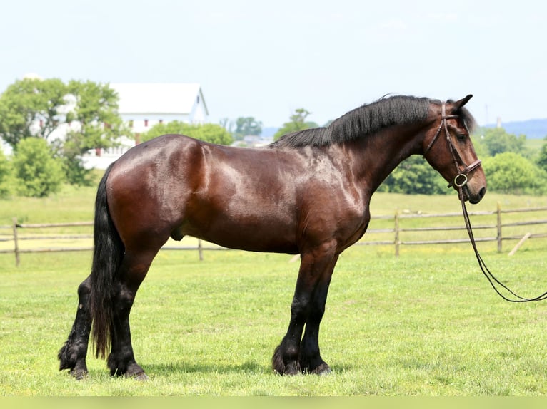 Percheron Croisé Hongre 4 Ans 170 cm Bai cerise in Gap, PA