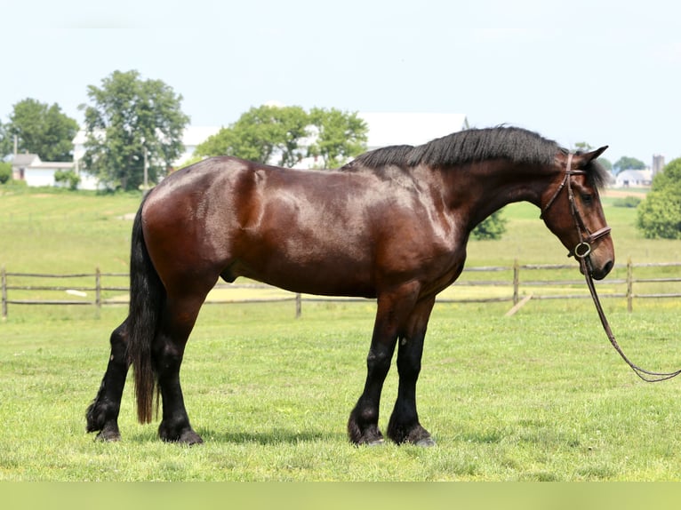 Percheron Croisé Hongre 4 Ans 170 cm Bai cerise in Gap, PA