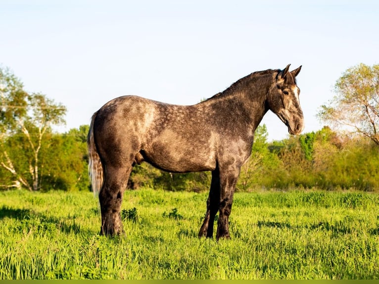 Percheron Hongre 4 Ans 173 cm Gris in Nevis, MN